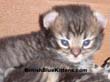 highland lynx kitten