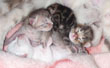 highland lynx kittens