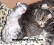 highland lynx kittens