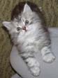 silver Highland Lynx kitten