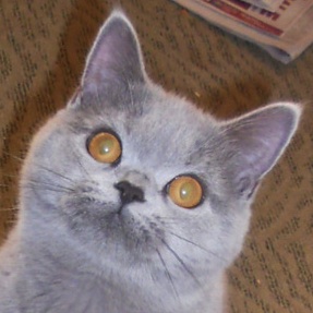 shaded blue silver British Shorthair