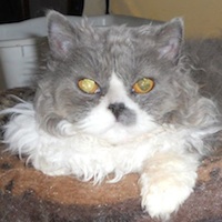 blue & white curly Selkirk Rex