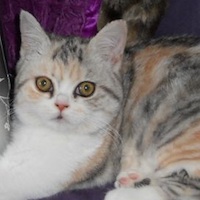 silver torbie & white Selkirk Rex straight fur