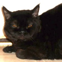 black Selkirk Rex cat