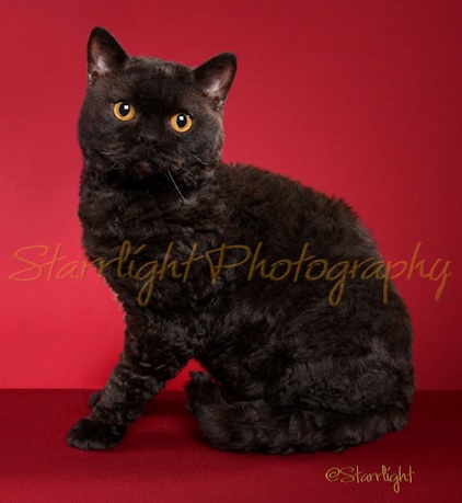 black Selkirk Rex cat