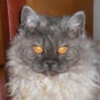black smoke Selkirk Rex cat