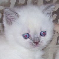 colorpoint British Longhair kitten