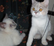lilac point british kitten
