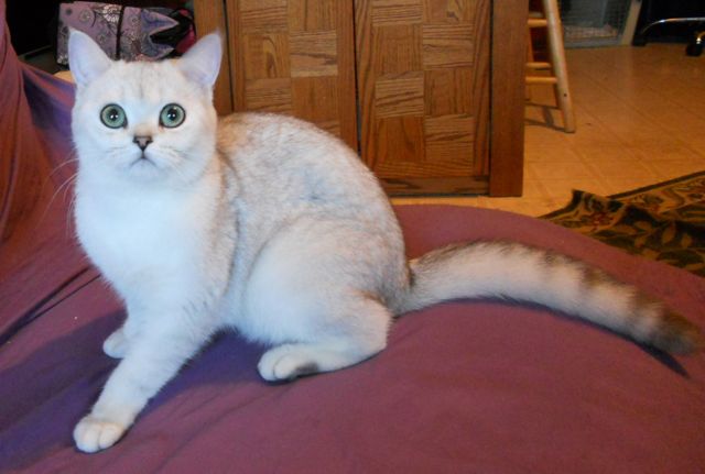 blue & white bicolor British Shorthair cat