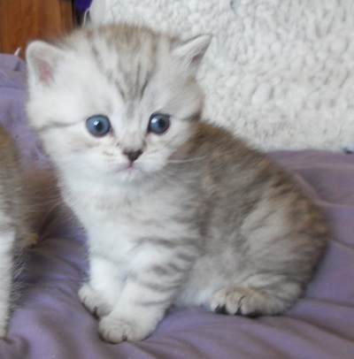 silver boy kitten